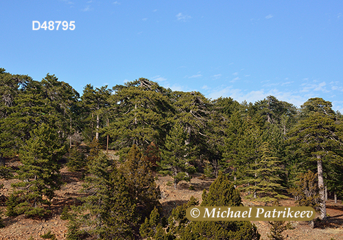 Cyprus Mediterranean forests